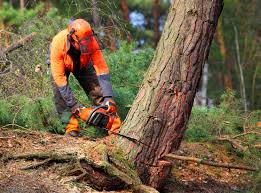 How Our Tree Care Process Works  in Coal City, WV